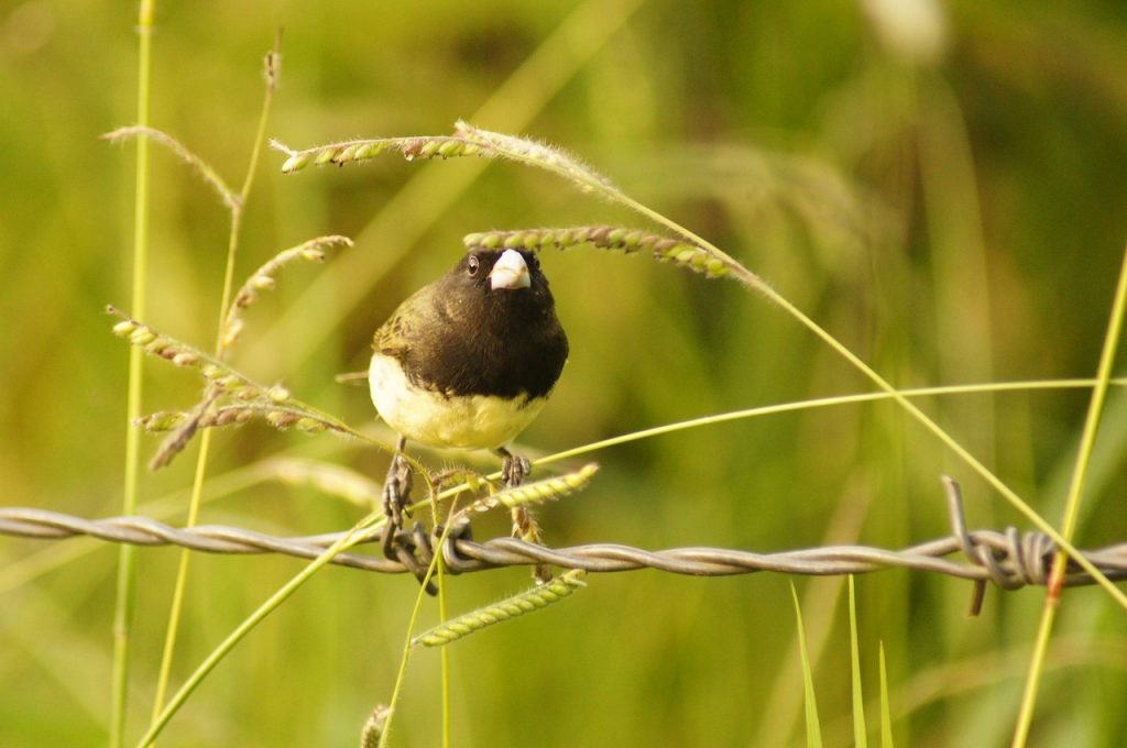 bird on a fence