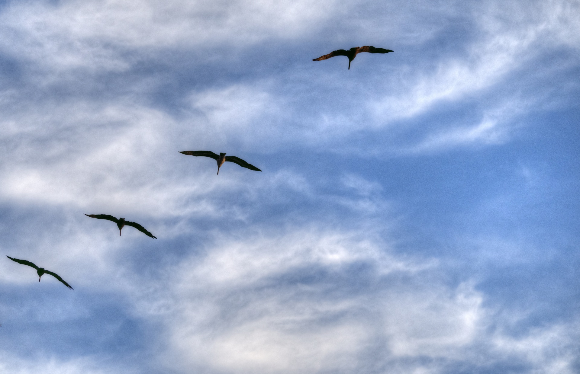 birds on the sky